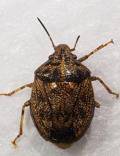 Réf. 246 567 : Antiteuchus sp.